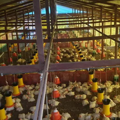 MP allana granja clandestina de pollos de contrabando en Coatepeque