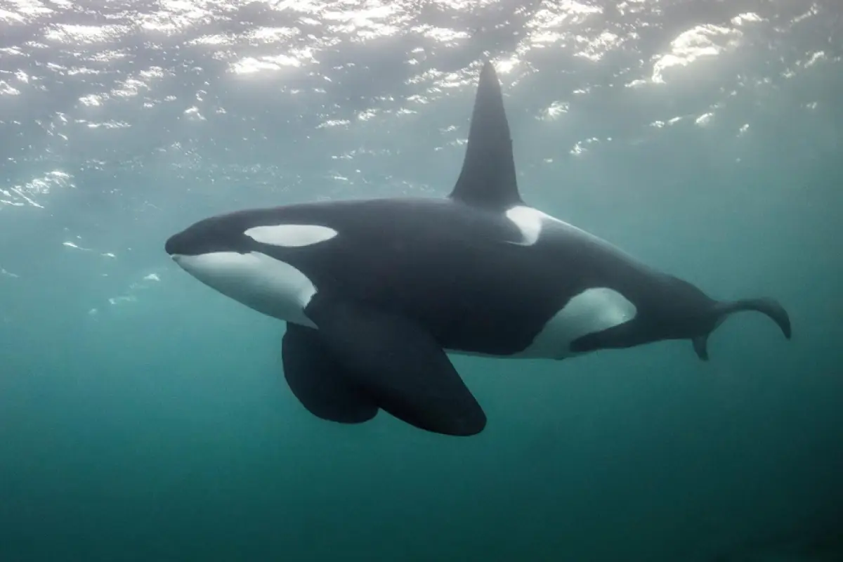 orcas