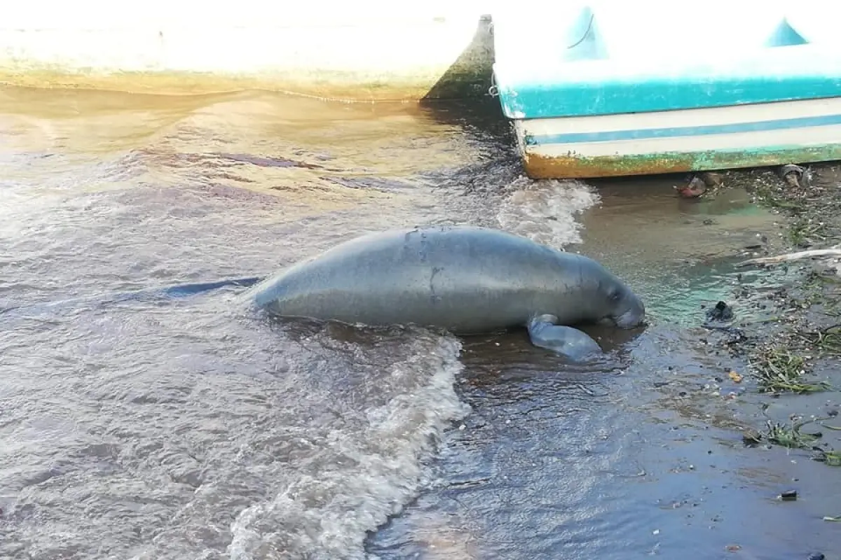 Manatí muerto en playa de Río Dulce, 