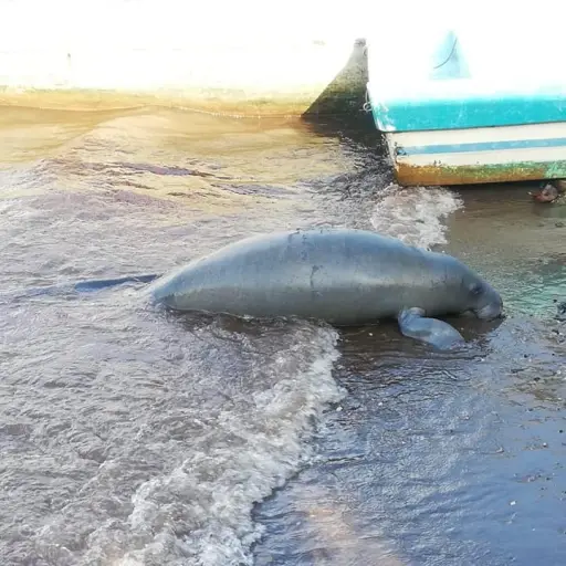 Manatí muerto en playa de Río Dulce ,