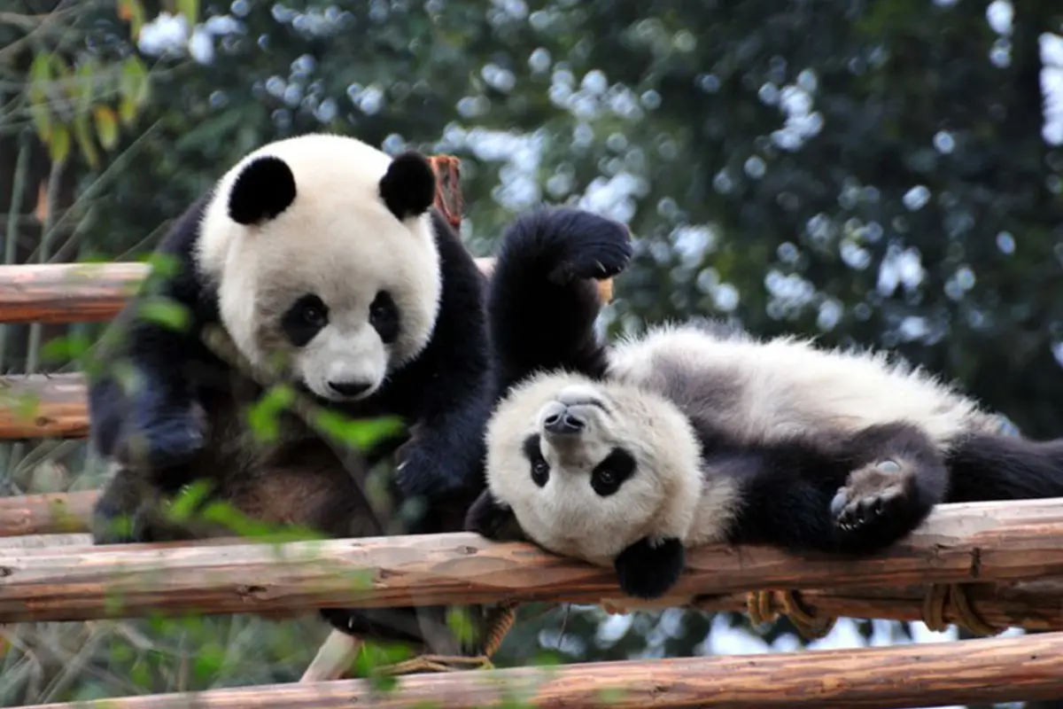 Xin Xin y Shuan Shuan las únicas pandas en el mundo que no pertenecen a China