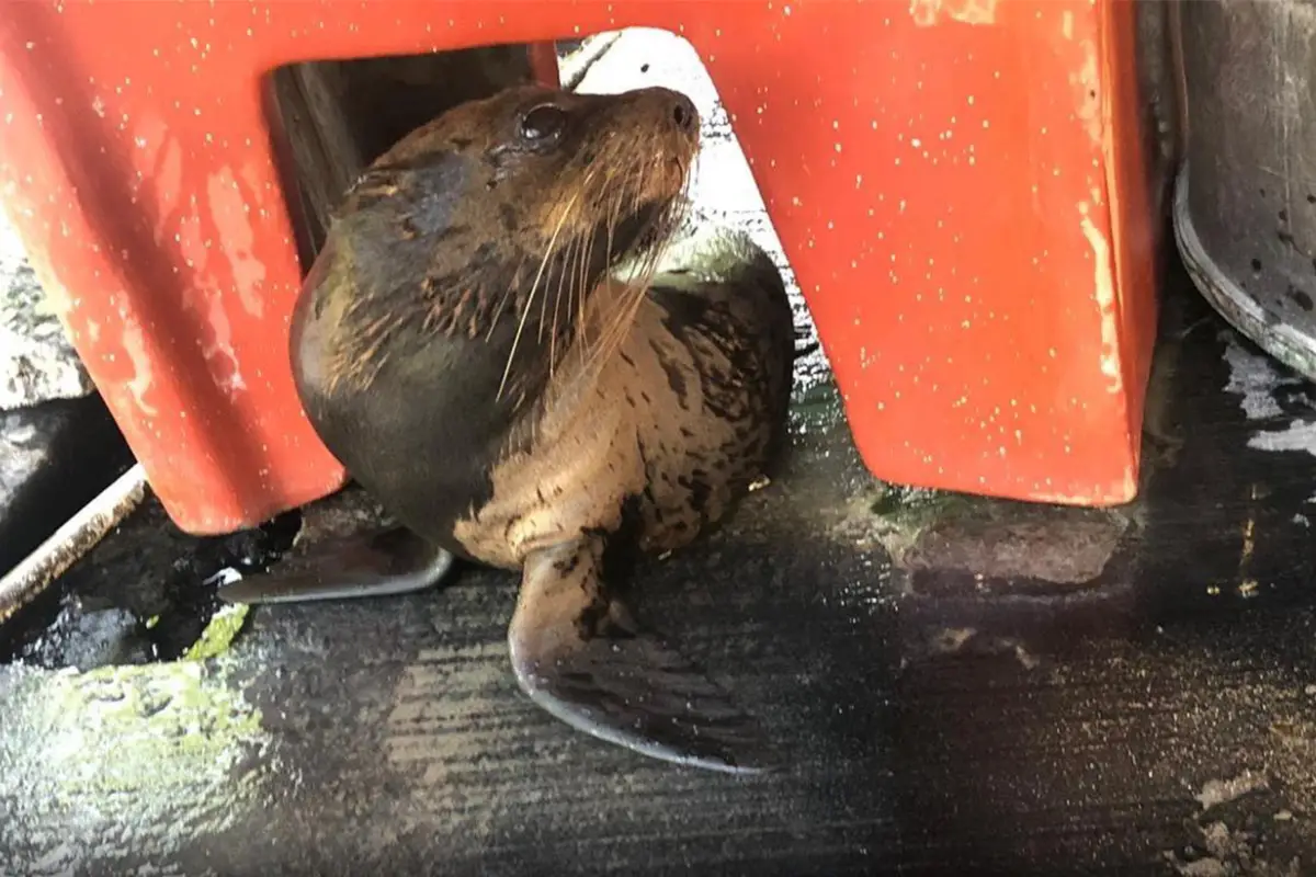 Foca Sipacate Escuintla Emisoras Unidas Guatemala, 