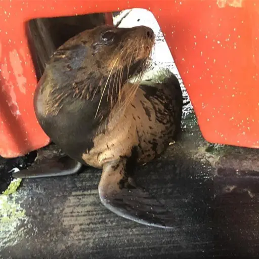 Foca Sipacate Escuintla Emisoras Unidas Guatemala ,