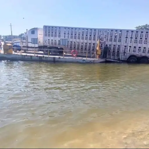 Camion con ganado dana ferry