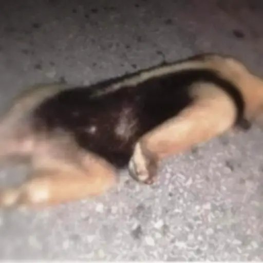 oso hormiguero (1) ,