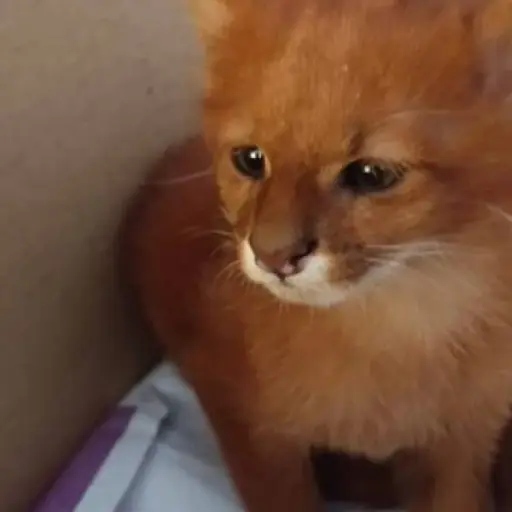 Gato Puma Argentina Emisoras Unidas Guatemala ,