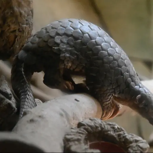 Científicos identifican al pangolín como eslabón clave en la transmisión del coronavirus-003 ,