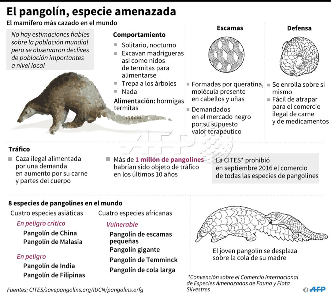 Científicos identifican al pangolín como eslabón clave en la transmisión del coronavirus-004 | 