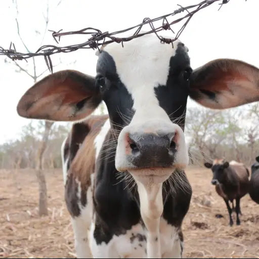 El acuerdo comercial de ganado bovino fue firmado en la Ciudad de México.