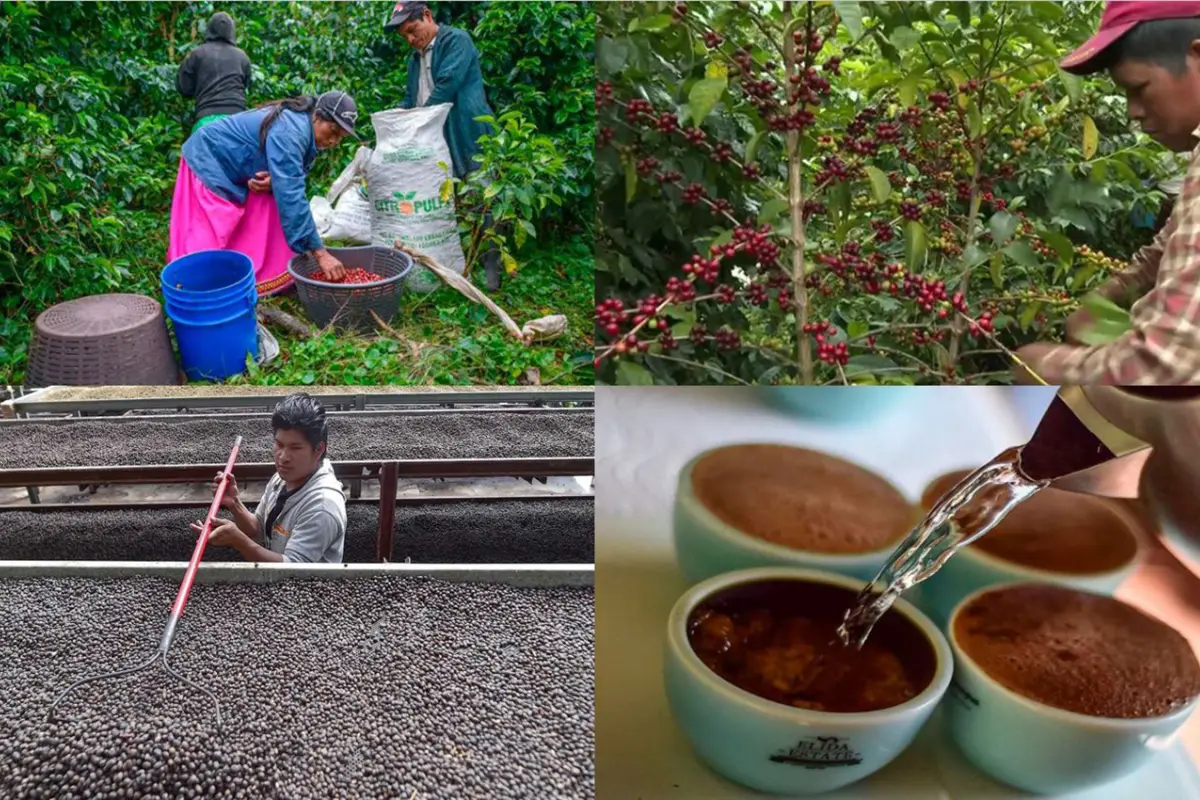 Cómo es y dónde se cosecha el café más caro del mundo