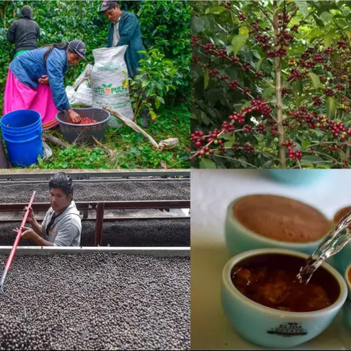 Cómo es y dónde se cosecha el café más caro del mundo