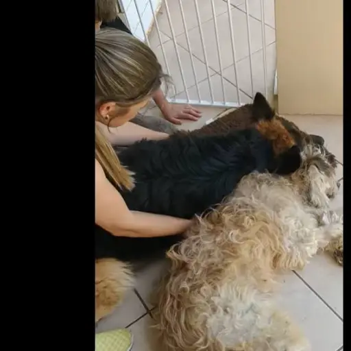 Perro llora pensando que su amigo estaba muerto ,