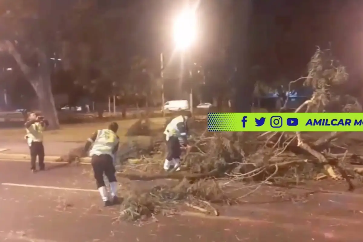 Árbol cae sobre la avenida las Américas y complica el tránsito