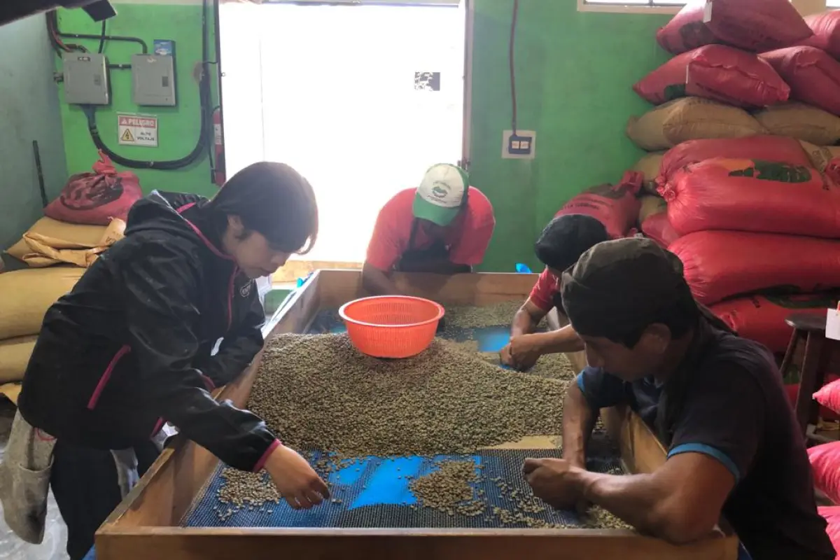 Proveedores guatemaltecos de Starbucks y Nespreesso emplean a niños