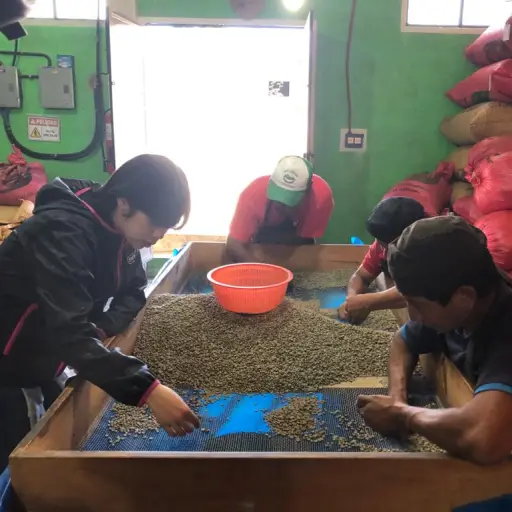 Proveedores guatemaltecos de Starbucks y Nespreesso emplean a niños