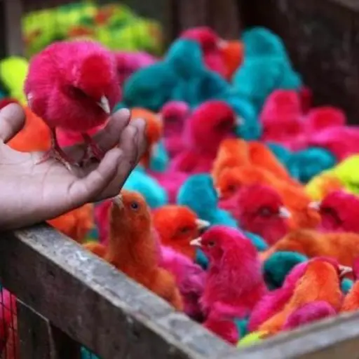 pollitos de colores ,