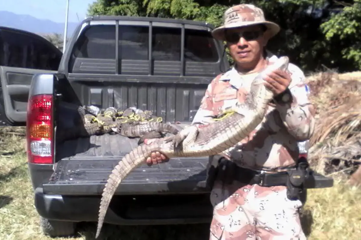 Carne de cocodrilo Emisoras Unidas Guatemala, 