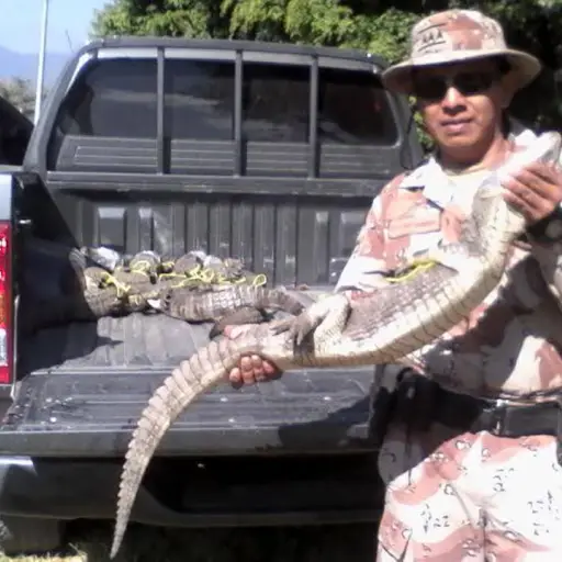 Carne de cocodrilo Emisoras Unidas Guatemala ,