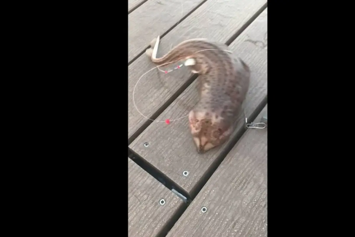 VIDEO: extraña criatura capturada en Nueva York que parece serpiente