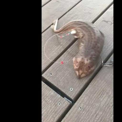 VIDEO: extraña criatura capturada en Nueva York que parece serpiente