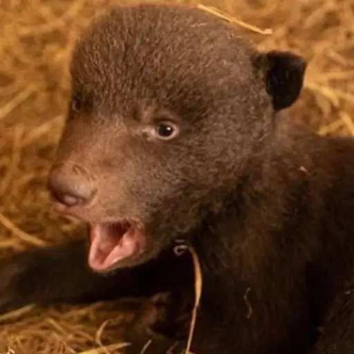 Osezno Zoológico La Aurora