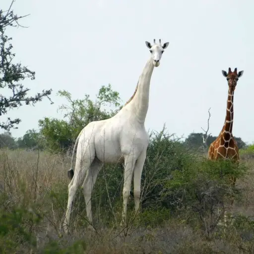 jirafa blanca Kenia Emisoras Unidas Guatemala ,
