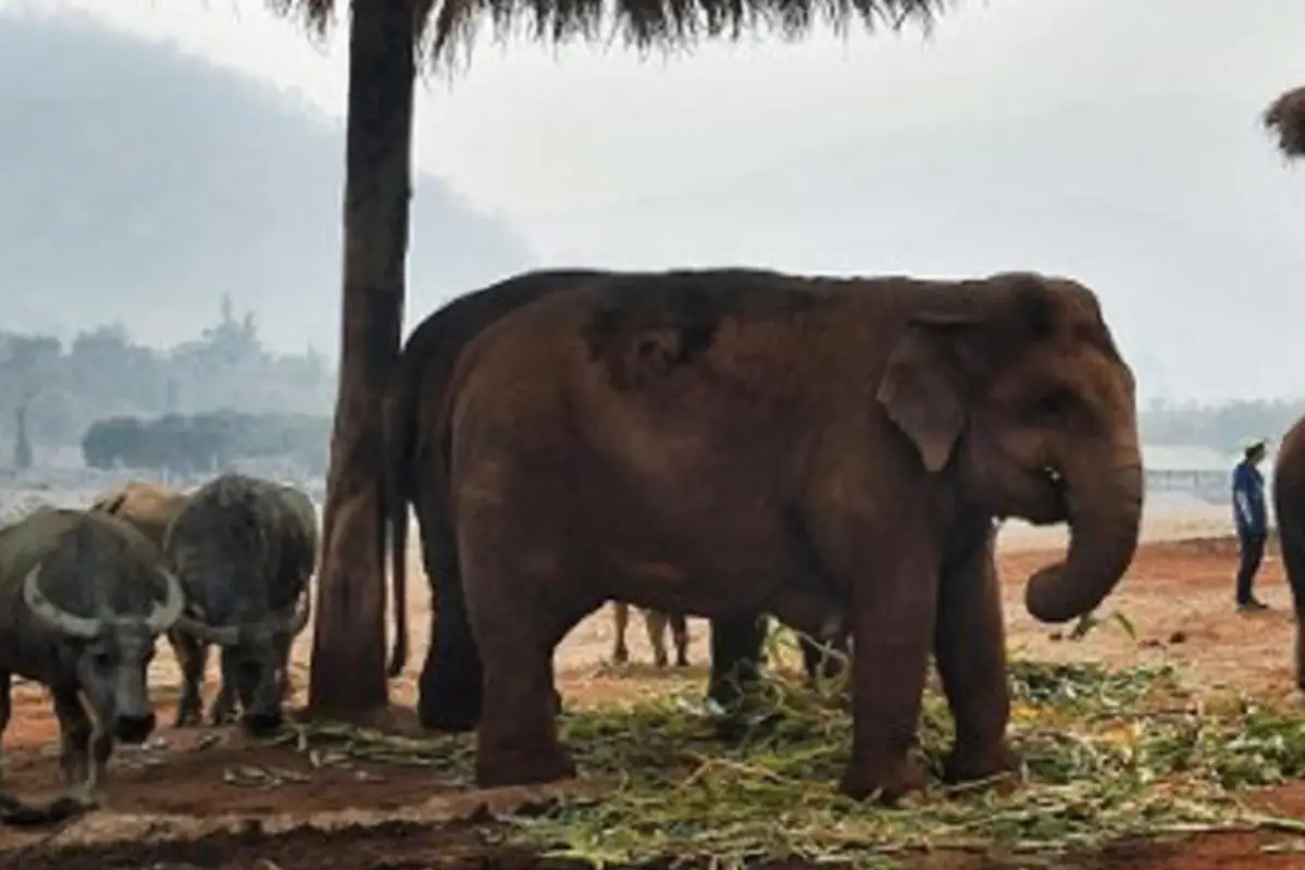 Elefantes para turistas pasan hambre en Tailandia por pandemia