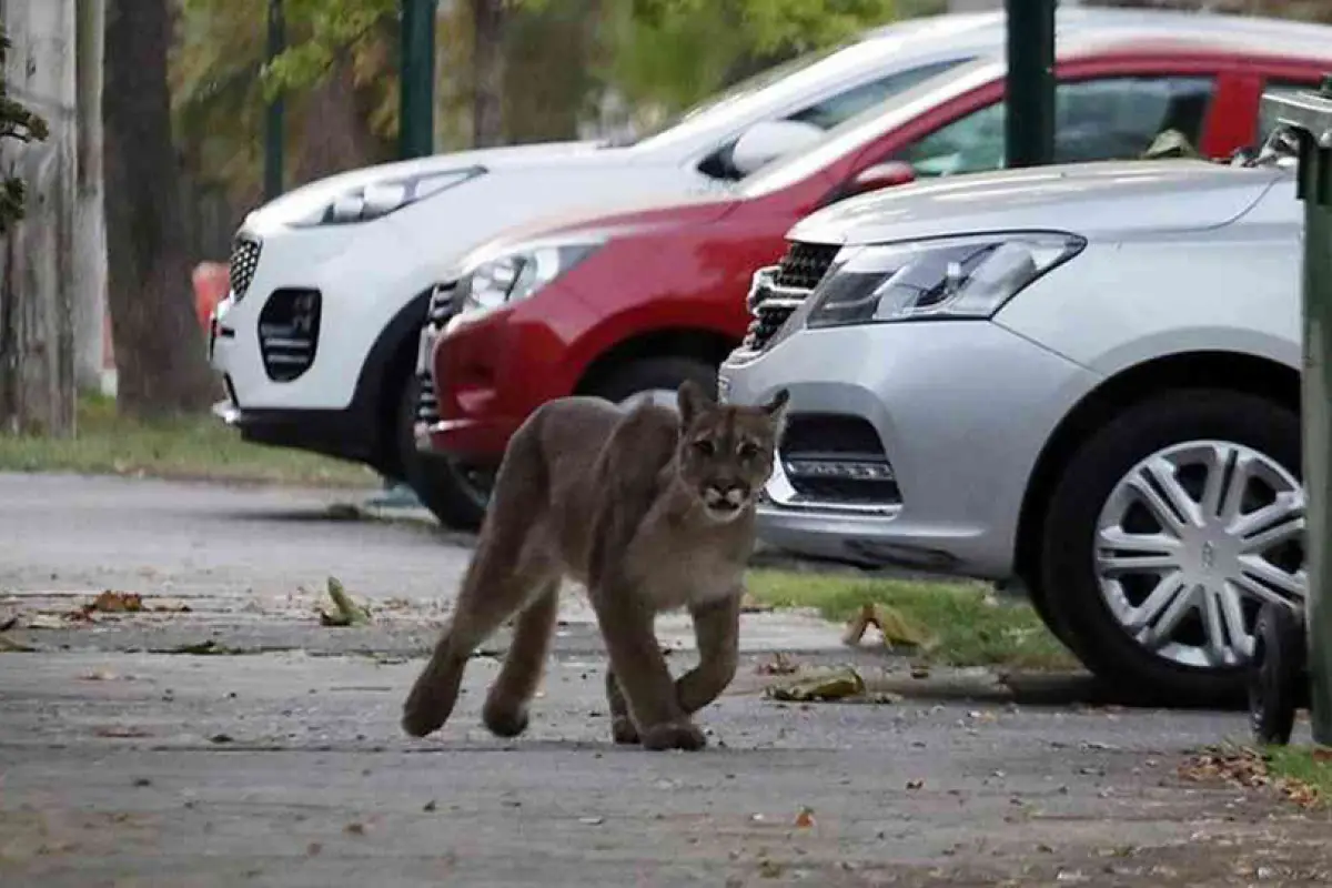 animales-en-las-calles-coronavirus, 