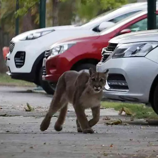 animales-en-las-calles-coronavirus ,