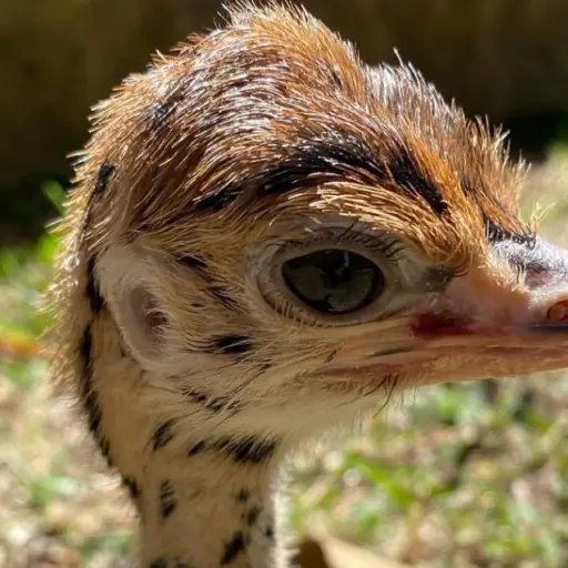 Avestruz Zoológico La Aurora