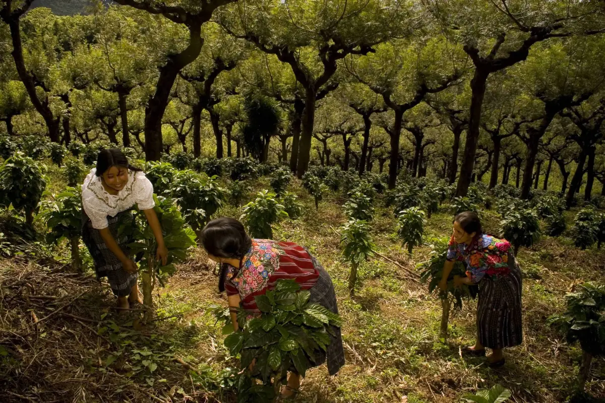 Empresa anuncia plan para impedir el trabajo infantil en fincas de café