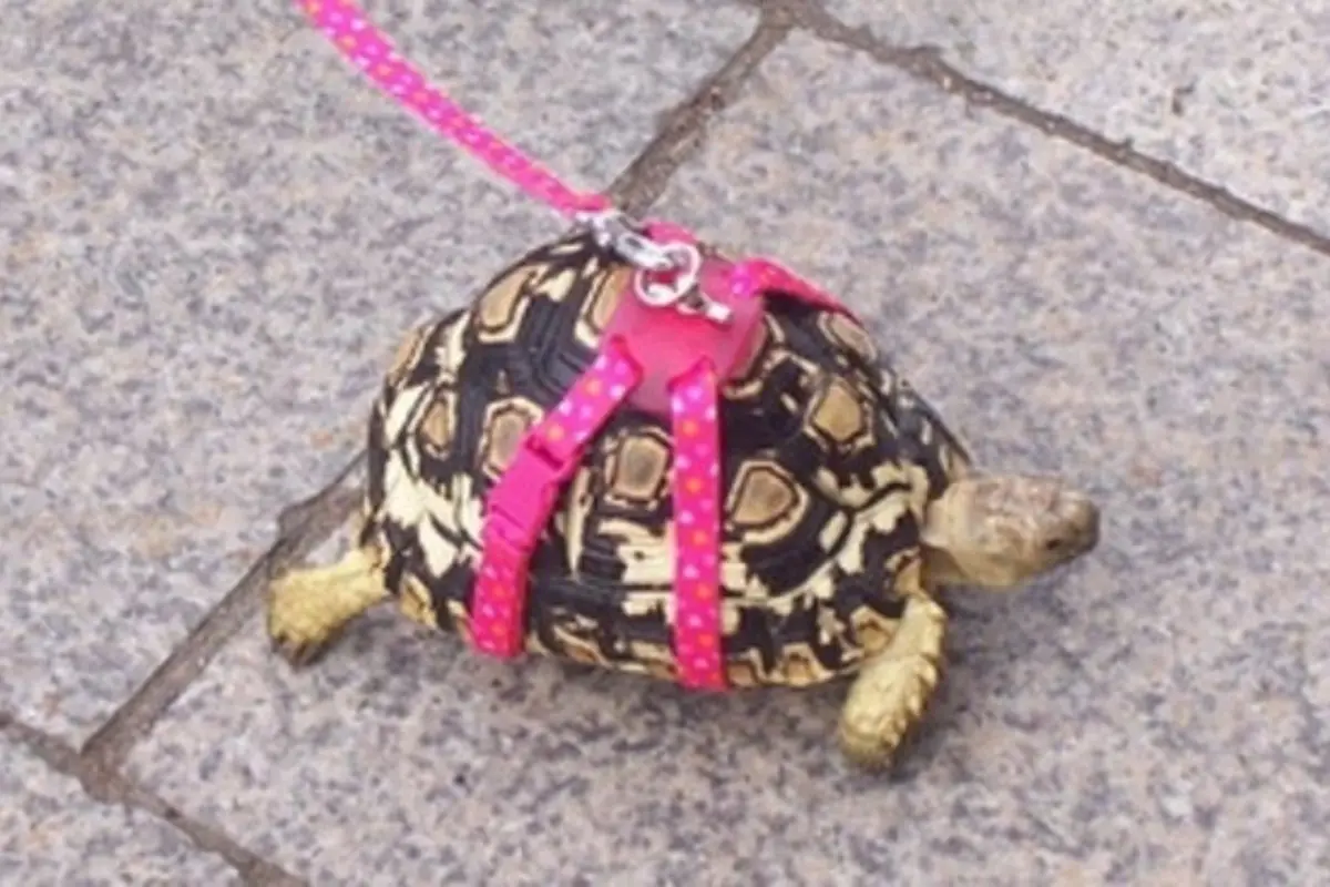 Multan a una italiana por pasear a su tortuga durante el confinamiento