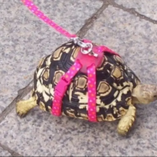 Multan a una italiana por pasear a su tortuga durante el confinamiento