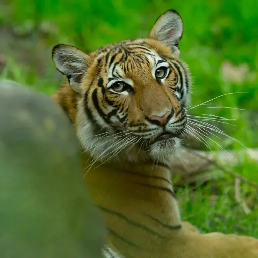 Tigresa Nueva York coronavirus ,