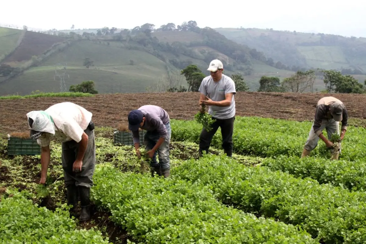 sector agrícola coronavirus Emisoras Unidas Guatemala, 