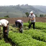 sector agrícola coronavirus Emisoras Unidas Guatemala ,