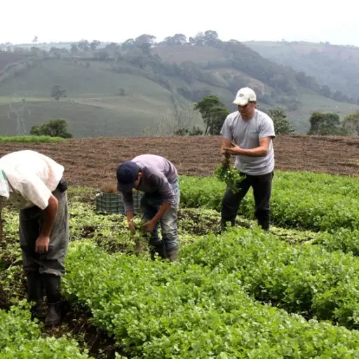 sector agrícola coronavirus Emisoras Unidas Guatemala ,