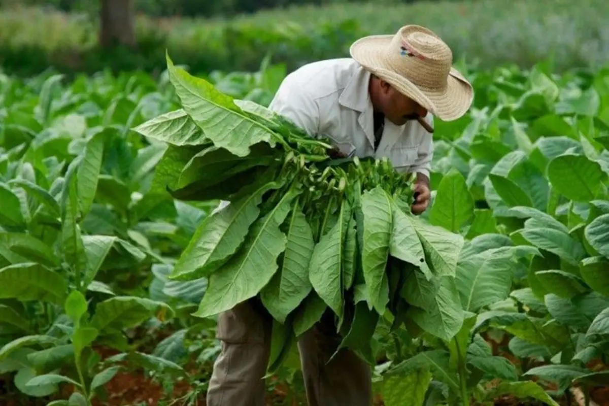 Buscan vacuna contra el coronavirus usando hojas de tabaco