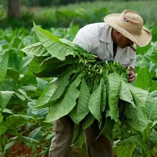 Buscan vacuna contra el coronavirus usando hojas de tabaco