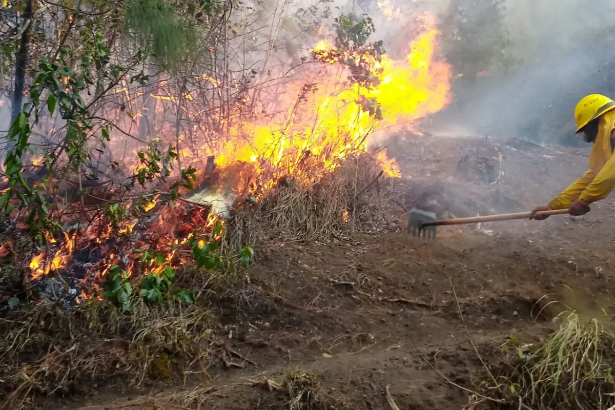 Incendios destruyen unas 2,800 hectáreas de bosques