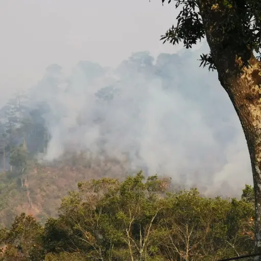 incendio forestal ,