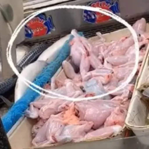 pollo zombie Tik Tok