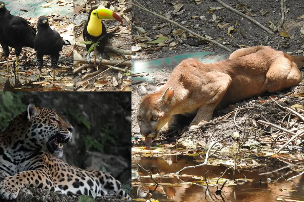 Día de la Tierra Alejandro Giammattei Emisoras Unidas Guatemala, 