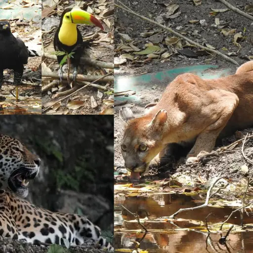 Día de la Tierra Alejandro Giammattei Emisoras Unidas Guatemala ,
