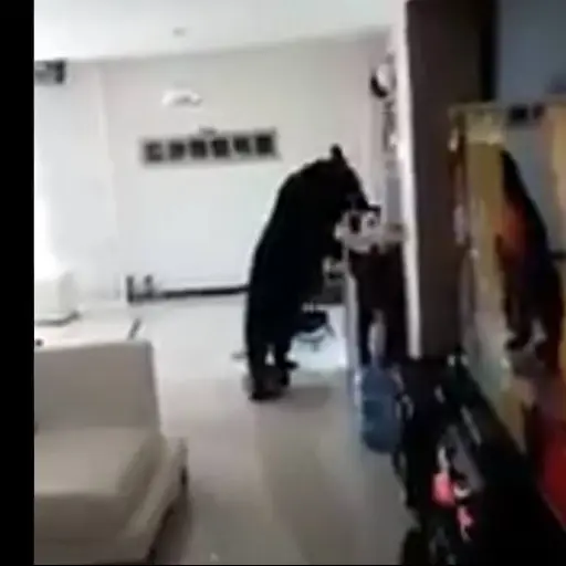 Oso entra a casa y se bebe el café