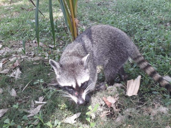 conap-rescate-de-fauna-silvestre-estado-de-calamidad-0-560x420 | 