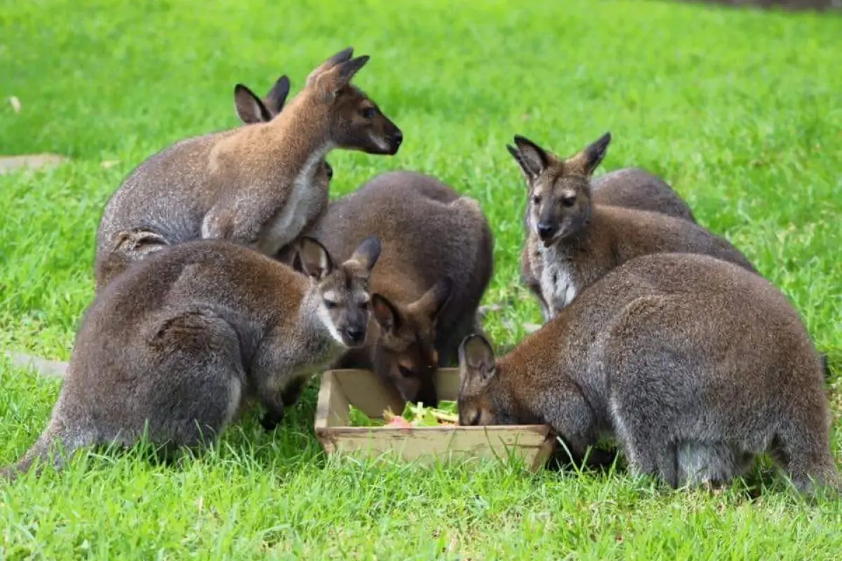 Zoológico La Aurora pide colaboración para alimentar a sus inquilinos