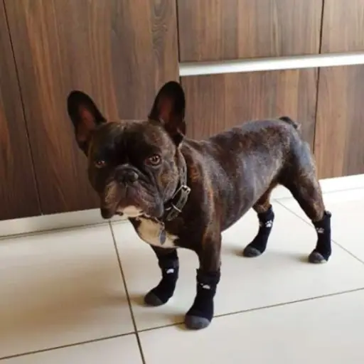 georgie-perro-robado-zona-14 ,