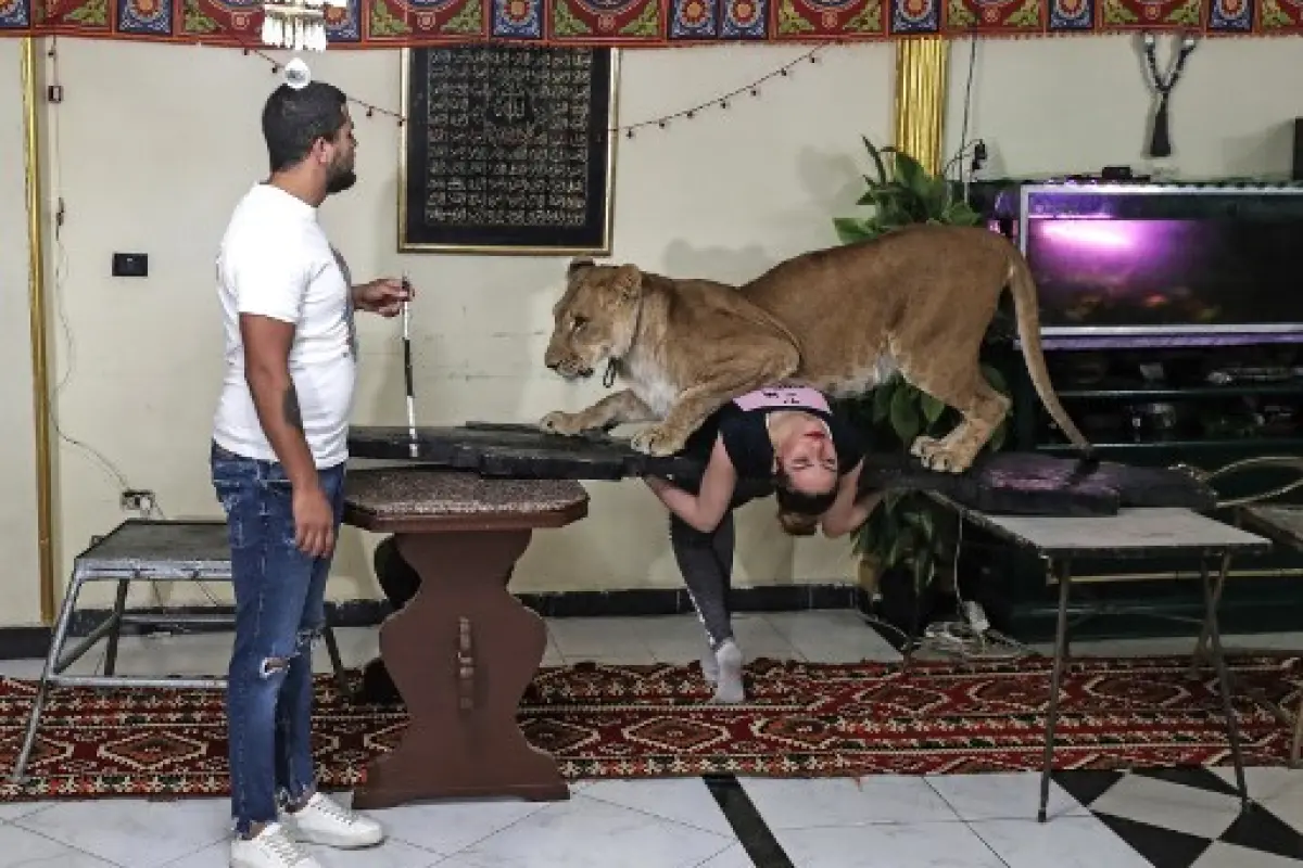 Ahsraf el-Helw, a big cat trainer, performs with Joumana, a 5-year-old African lioness, at his home in the Egyptian capital Cairo on May 10, 2020. (Photo by Mohamed el-Shahed / AFP)