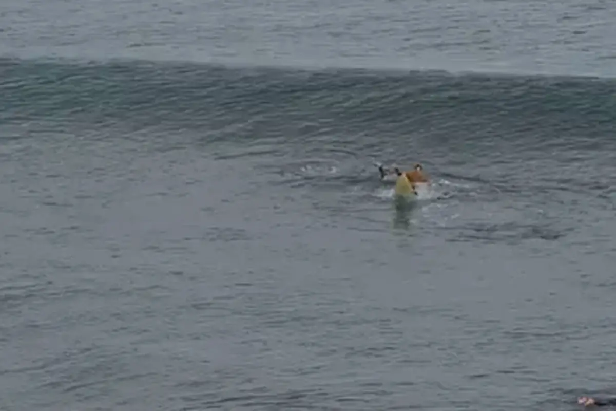 Surfista sobrevive a ataque de tiburón al darle puñetazos